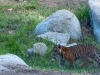 20090502 SanDiegoWildlifePark55.jpg